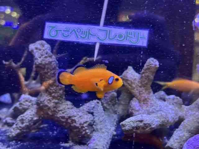 ̑iCȋjj