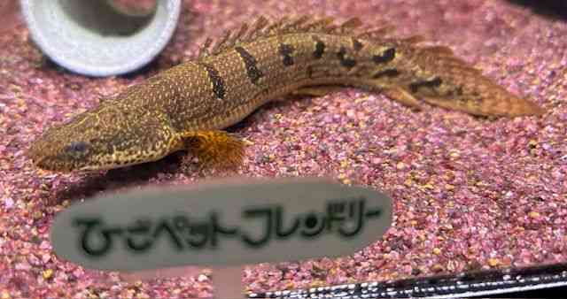 fwWB