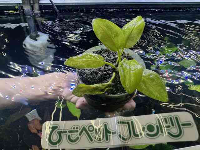 ̑iGLmhXj