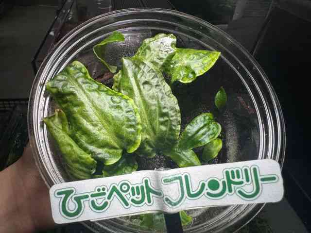 ̑iNvgRlj