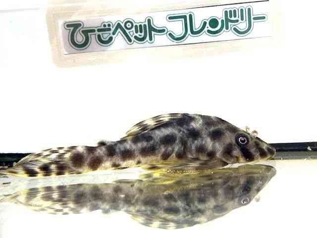 ̑iE^j