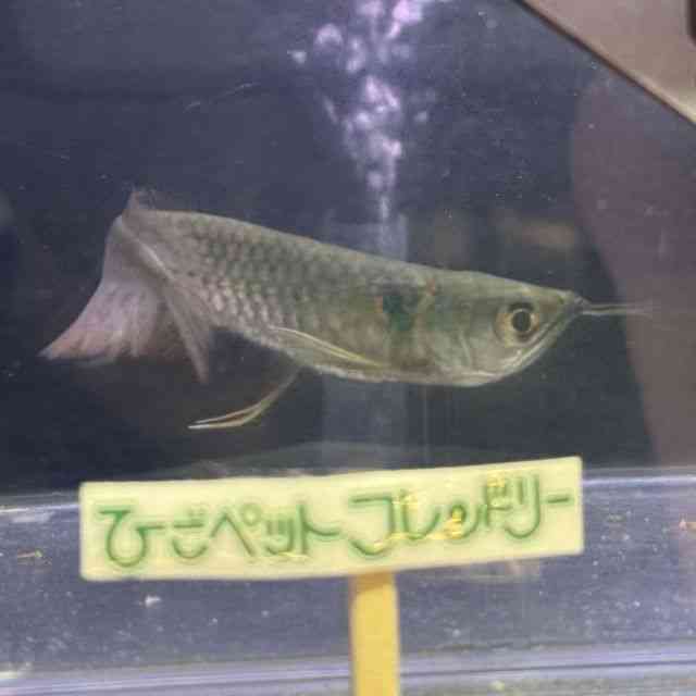 Vo[Ai