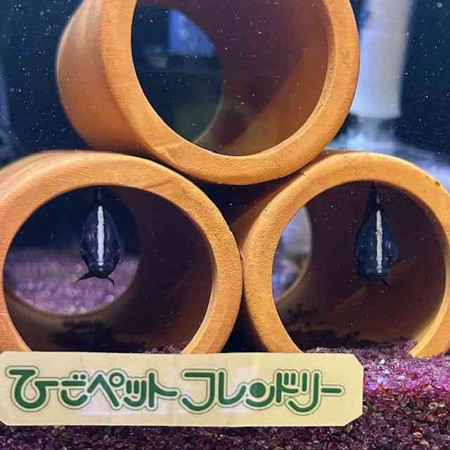 _gjIEvX