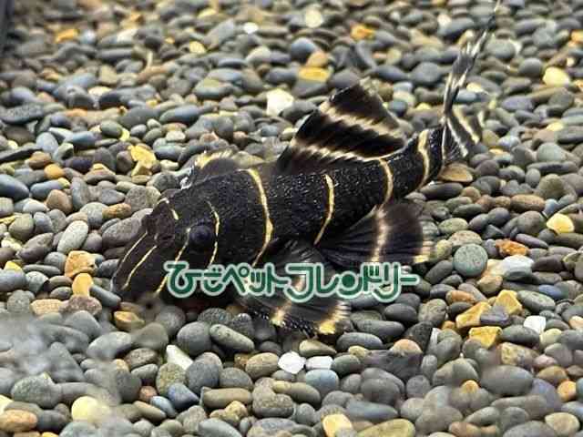 yReBA