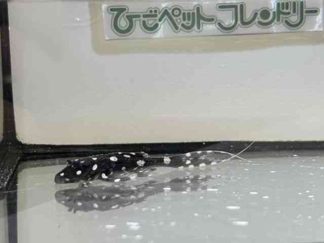 ̑iE^j