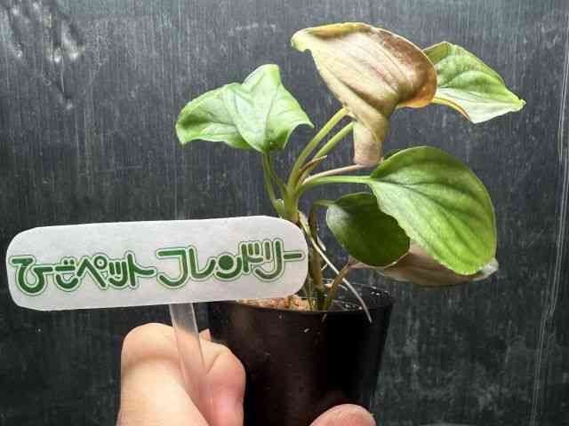 ϗtA
