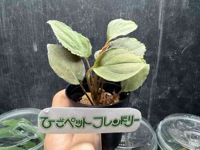 ϗtA