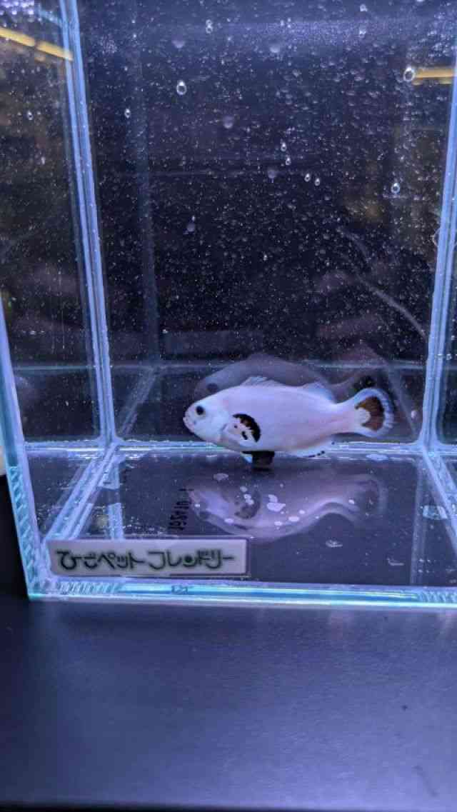 ̑iN}m~j