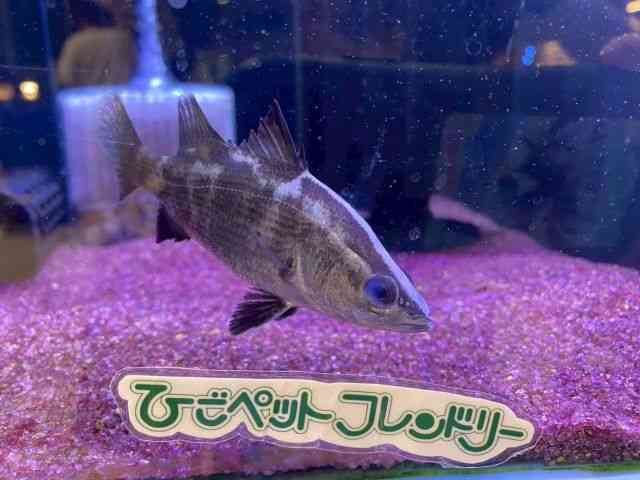 I[XgAEo}fB