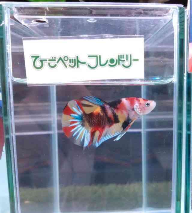 ̑ix^j