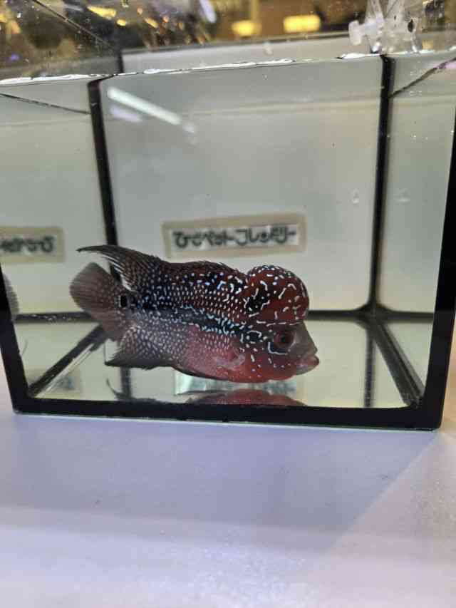 t[z[