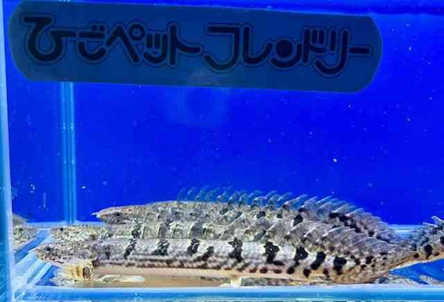 fwWB