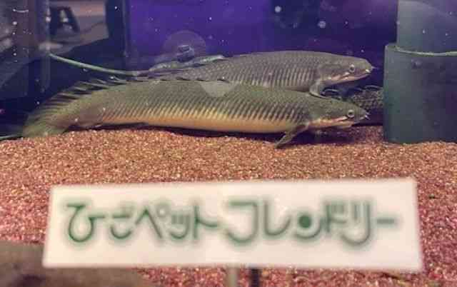 ZlKX