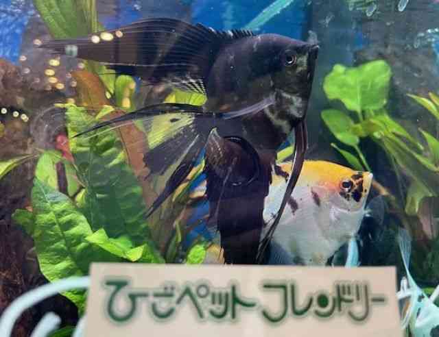 G[tBbV