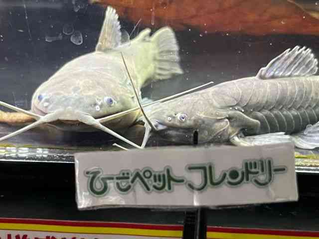 ̑i^i}Yj