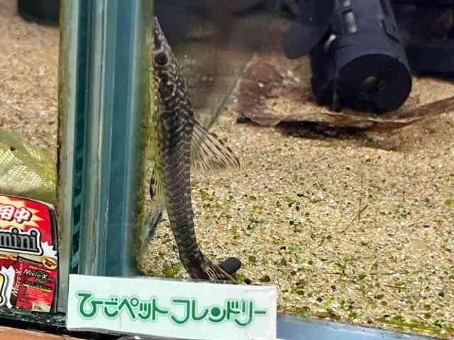 ̑i^i}Yj