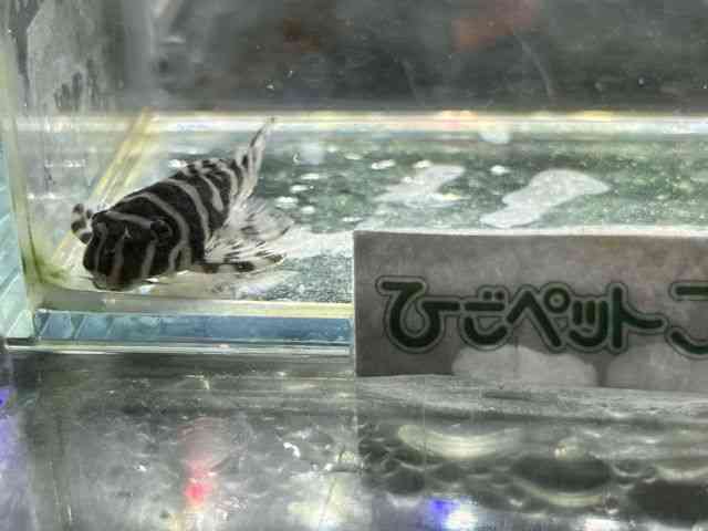 yReBA