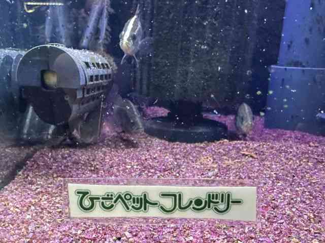 I[XgAEo}fB