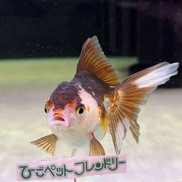 I_q