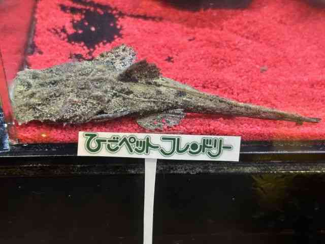 ̑iÑ㋛E^ȋjj