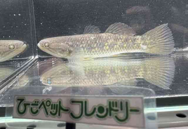 ̑iÑ㋛E^ȋjj