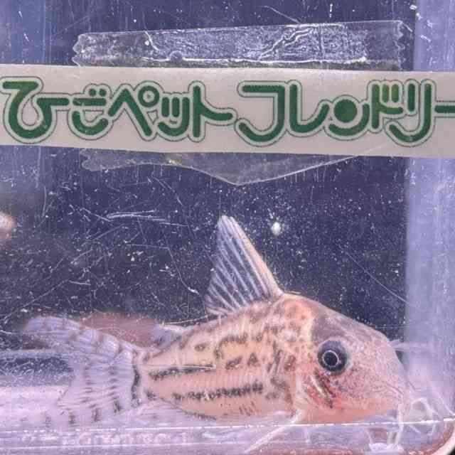RhX@Z~Om[Y