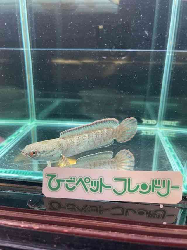 ̑iXl[Nwbhj