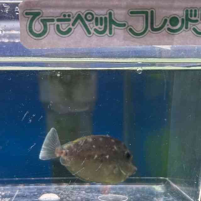̑iCȋjj