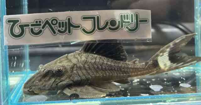 ̑iE^j