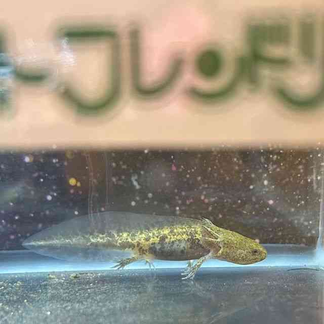 ̑iÑ㋛E^ȋjj