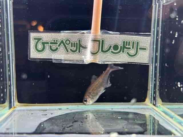 ̑i^E^j