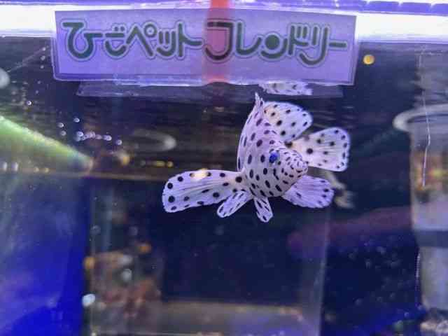 ̑iCȋjj