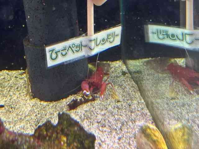 ̑iCnbkށj