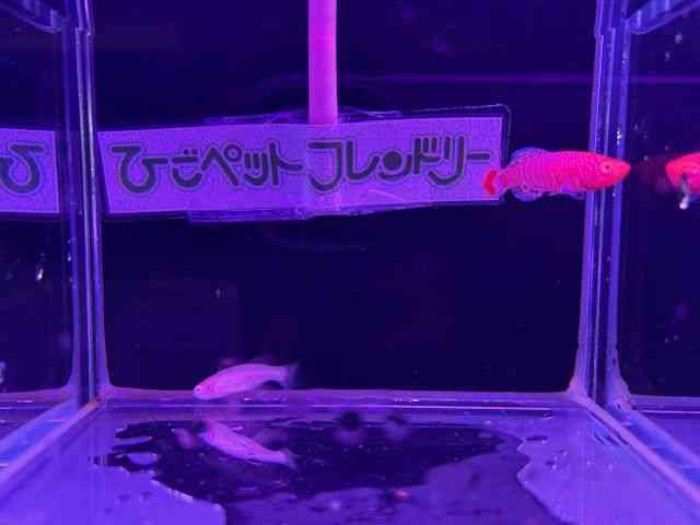 m\uLEX