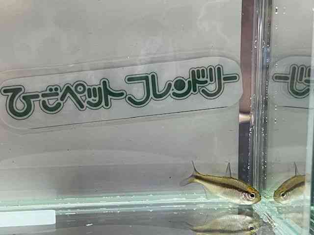 ̑i^E^j