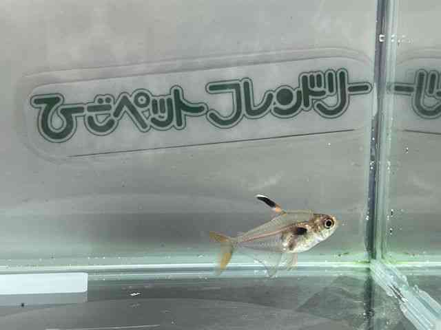 ̑i^E^j
