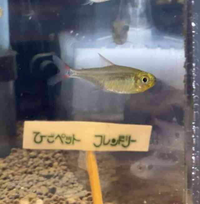 ̑i^E^j