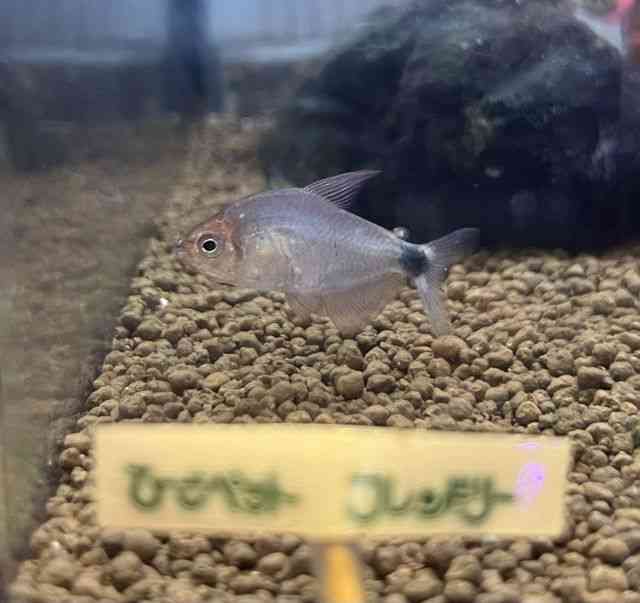 ̑i^E^j