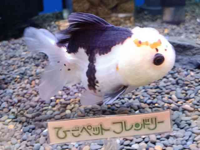 I_q