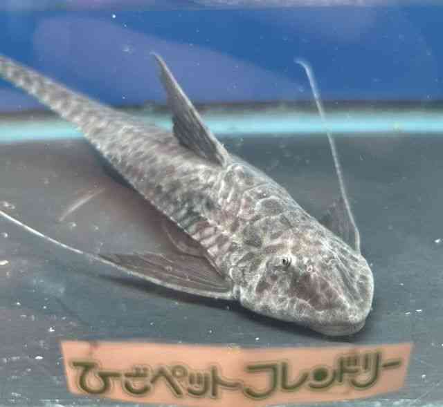 JA