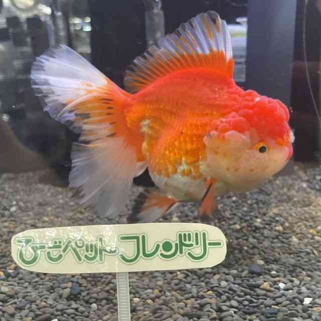 I_q