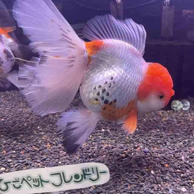 I_q