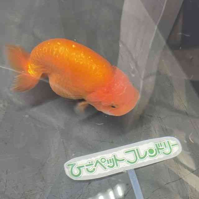 `E