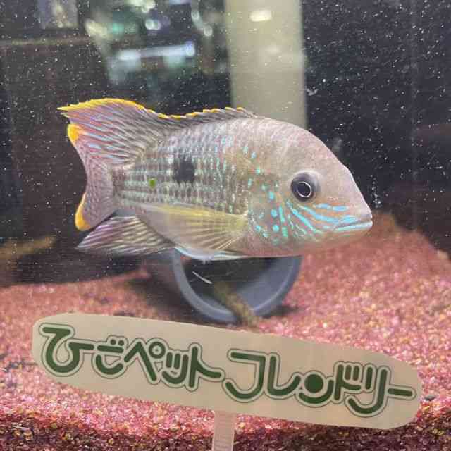 ̑iVNbhj