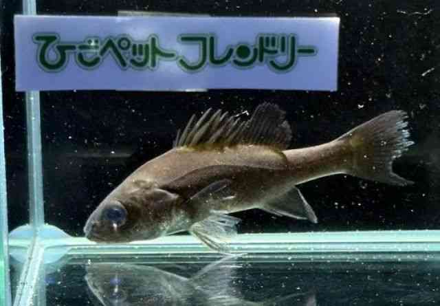 ̑iÑ㋛E^ȋjj