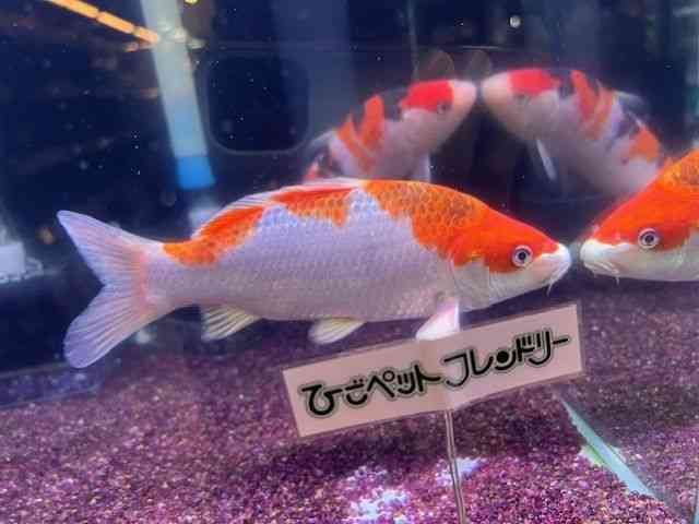 ь