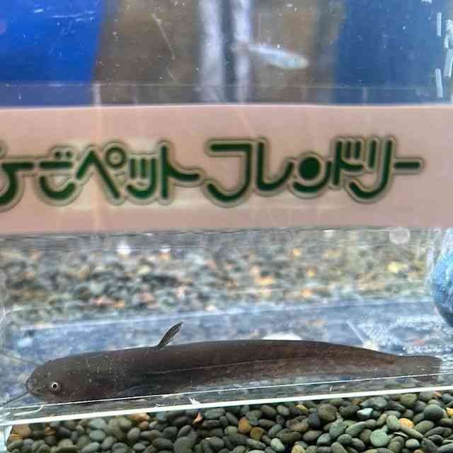 ̑i싛j