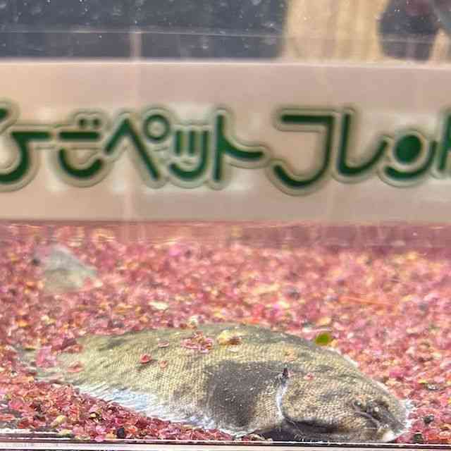̑iÑ㋛E^ȋjj