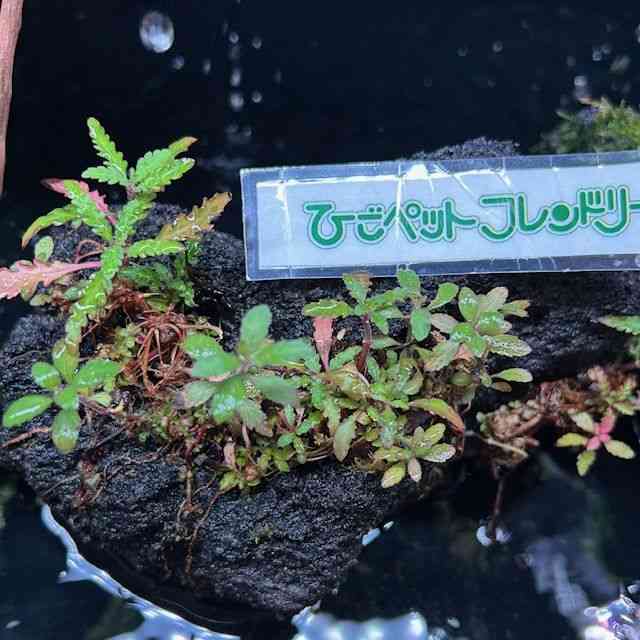 ȋj
