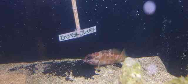 ̑iCȋjj